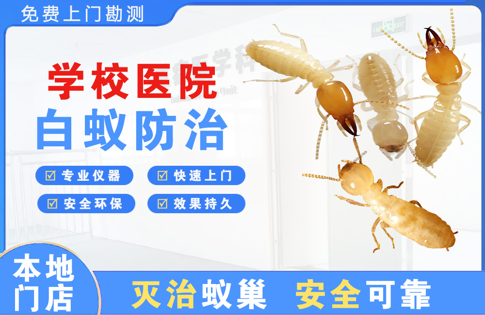 福州学校医院白蚁防治