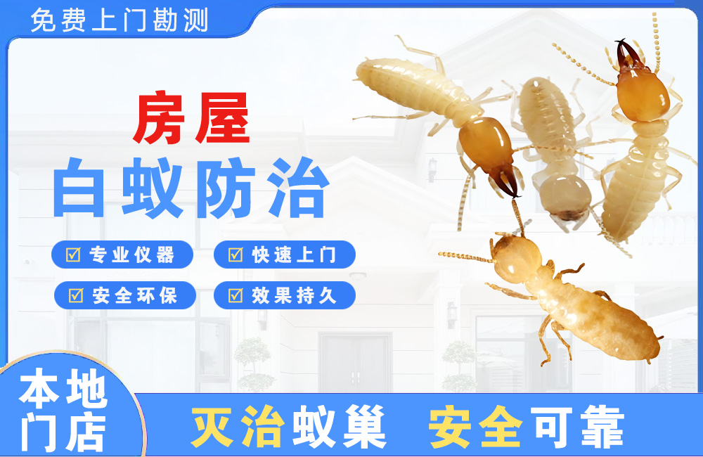 福州房屋白蚁防治